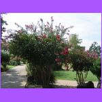 Gardens 2.jpg